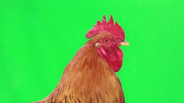 Gallo en pantalla verde — Vídeo de stock