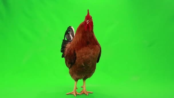 Rooster on green screen — Stock Video