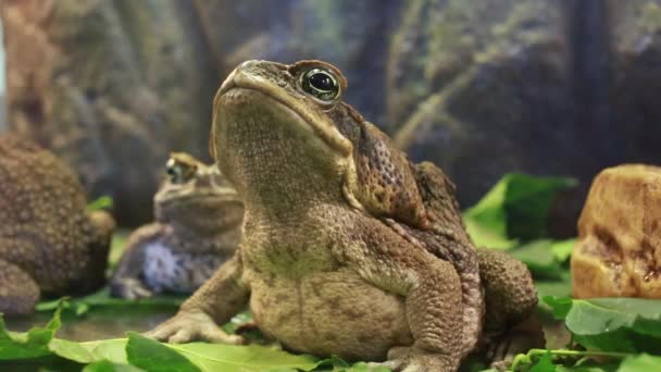 一只青蛙 — 图库视频影像