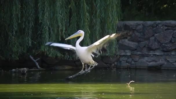 Le pélican — Video