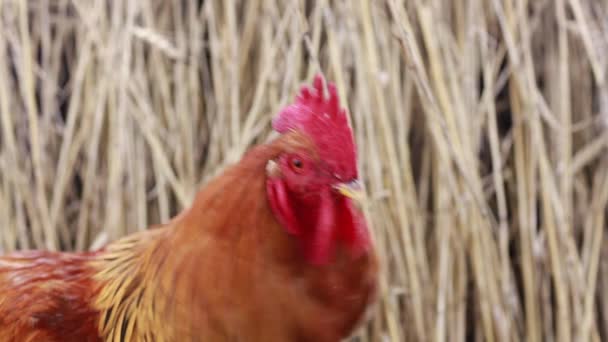 Rooster against area of wheat — Stock Video