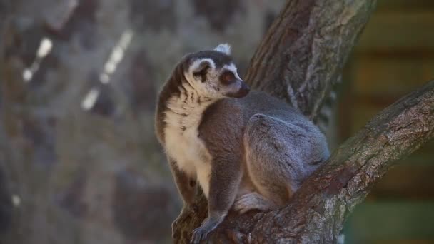 A lemur catta — Stock Video