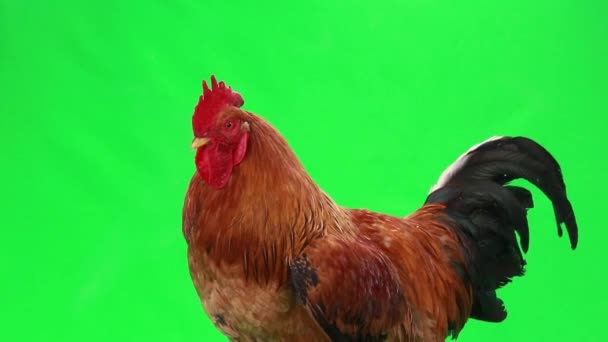 Gallo en pantalla verde — Vídeos de Stock