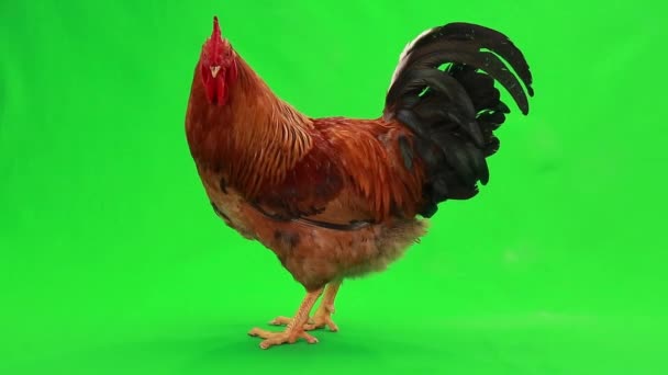 Rooster on green screen — Stock Video