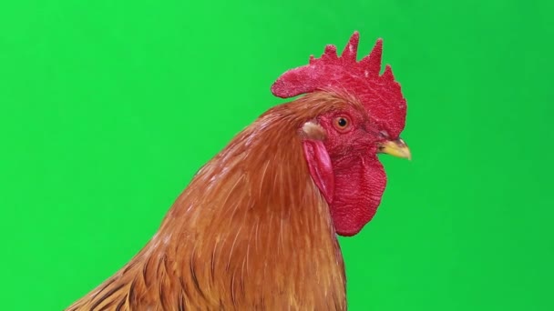 Rooster on green screen — Stock Video