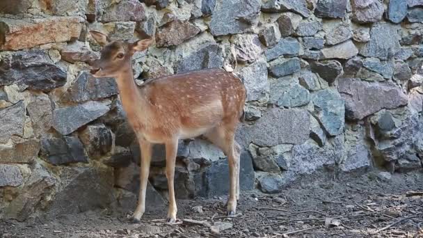 Deer baby in a zoo — Stock Video