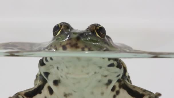 Froschporträt auf weißem Grund — Stockvideo