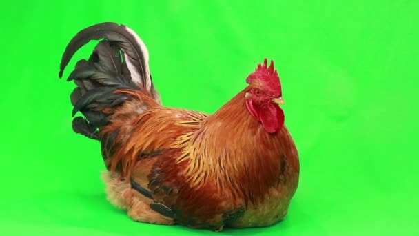 Rooster on green screen — Stock Video