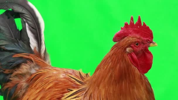 Ayam jantan pada layar hijau — Stok Video