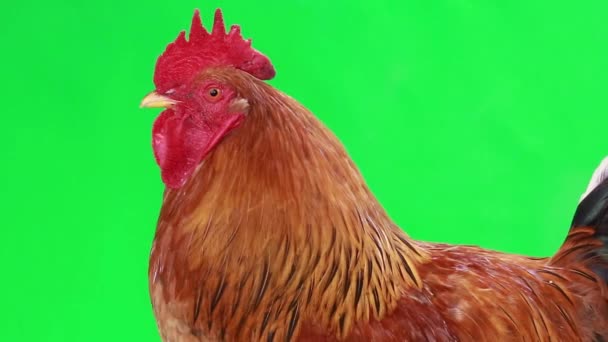 Gallo en pantalla verde — Vídeos de Stock