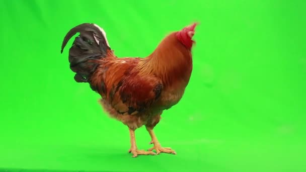 Gallo en pantalla verde — Vídeo de stock