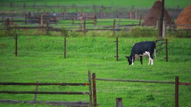 Kuh auf einem Bauernhof — Stockvideo