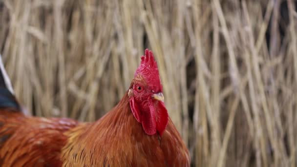 Gallo contra la superficie de trigo — Vídeos de Stock