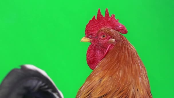 Gallo en pantalla verde — Vídeo de stock