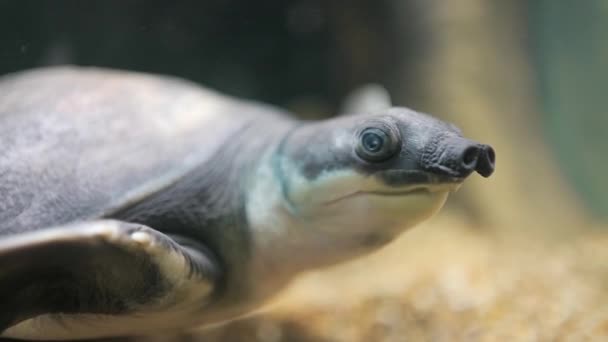 De een schildpad — Stockvideo