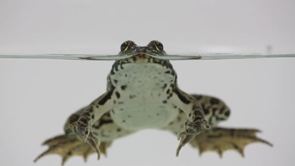 Frosch im Wasser auf einem weißen — Stockvideo