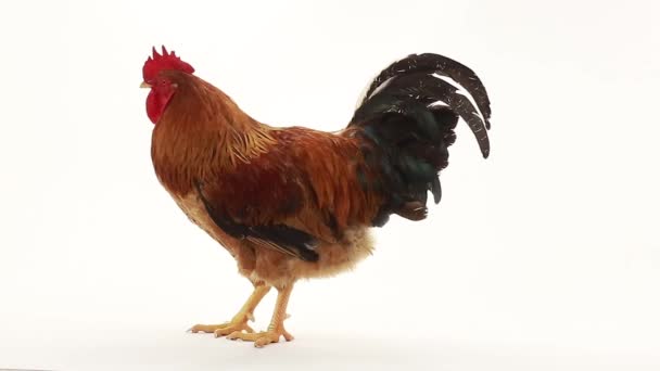 Rooster on white — Stock Video