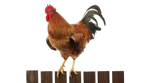 Gallo en una cerca — Vídeos de Stock