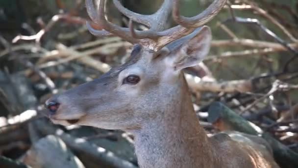Red deer inclines the head — Stock Video