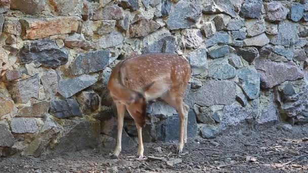 Bebé ciervo en un zoológico — Vídeos de Stock