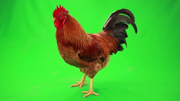 Rooster på grön skärm — Stockvideo