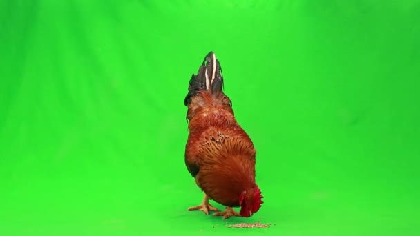 Rooster on green screen — Stock Video