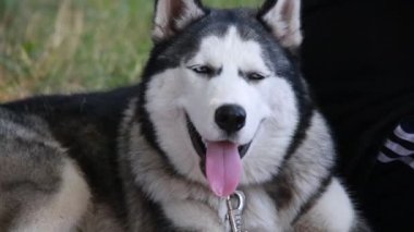 siyah belgili tanımlık dış yapraklar