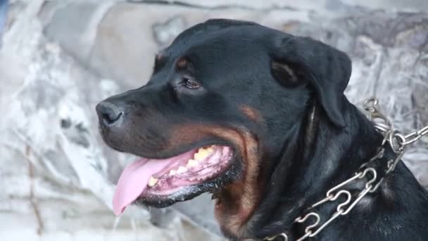 El un rottweiler — Vídeos de Stock