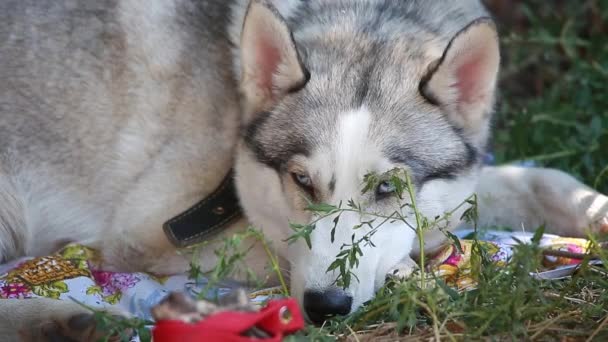 El un husky — Vídeos de Stock