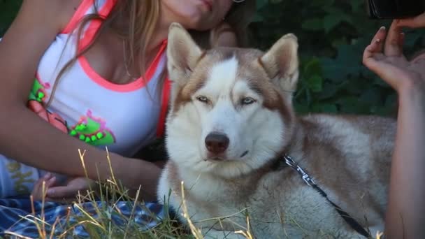 Till en husky — Stockvideo