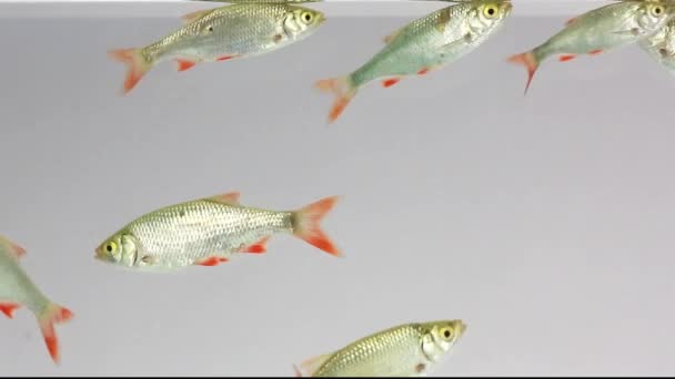 rudd nage dans l'eau  