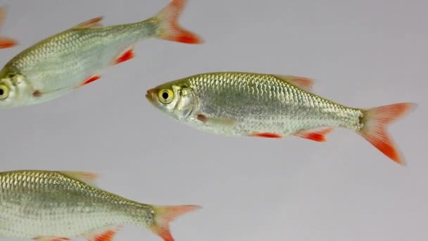 rudd nage dans l'eau  