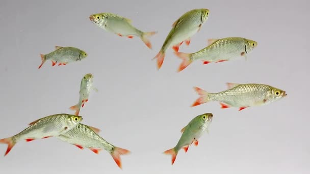 rudd nage dans l'eau  