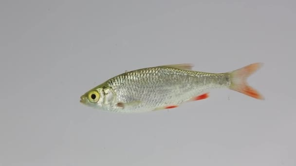 rudd nage dans l'eau  