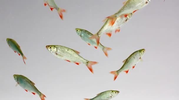 rudd nage dans l'eau  