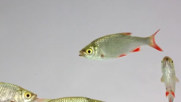 rudd nage dans l'eau  