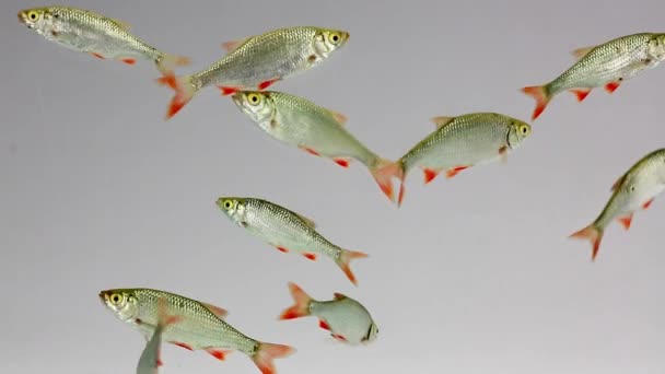 rudd nage dans l'eau  