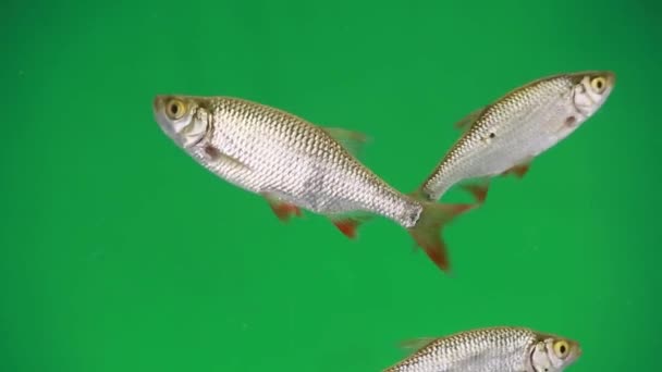 Unsanftes Schwimmen im Wasser — Stockvideo