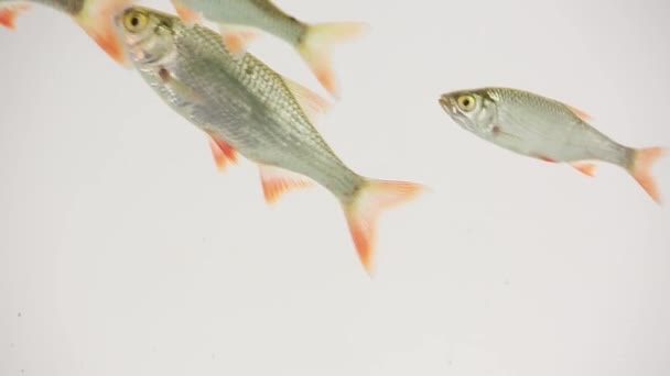 rudd nage dans l'eau  