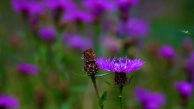 Mor centaurea siyanus rüzgarda yavaşça sallanıyor.