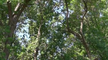 Orman güvercini yuvadan uçar. yavaş çekim