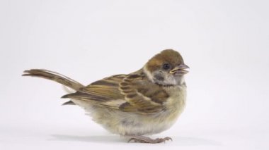 Beyaz arkaplanda izole edilmiş çevik küçük serçe.