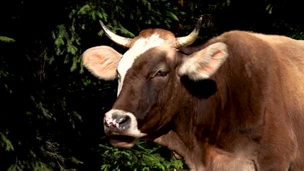 Flies Chase Cows Summer Give Them Rest Slow Motion — Stock Video