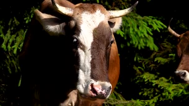 Moscas Perseguem Vacas Verão Não Lhes Dão Descanso Câmara Lenta — Vídeo de Stock