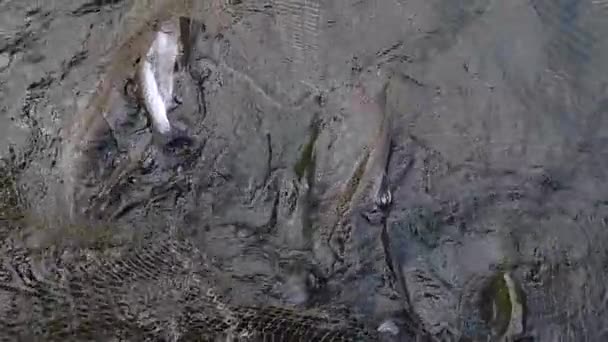 用渔网捕捞农场鱼类生产中的鳟鱼 — 图库视频影像