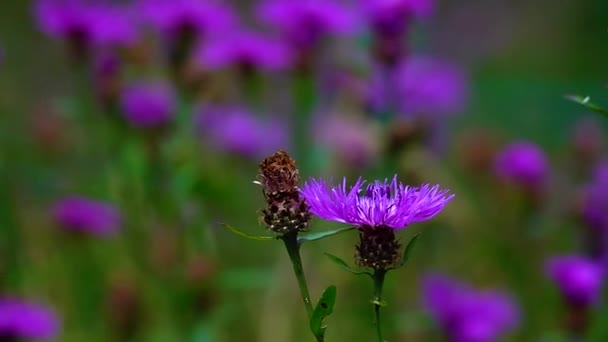 Centaurea Cyanus Roxo Balançando Vento Câmera Lenta — Vídeo de Stock