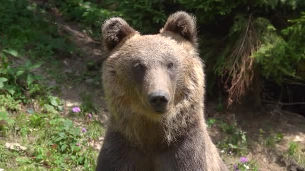 Portrait Bear Forest Slow Motion — Stock Video