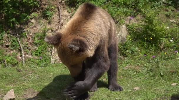 Urso Persegue Moscas Com Pata Câmara Lenta — Vídeo de Stock