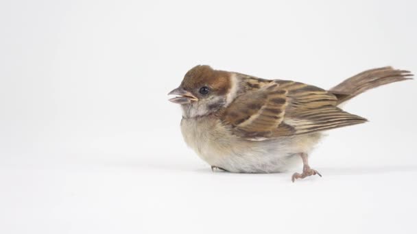 Nimble Little Sparrow Running Away Screen Isolated White Screen — Stock Video