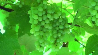 Rüzgarda sallanan üzümler.